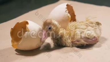 刚出生的小鸭子在破碎的蛋壳附近摇晃